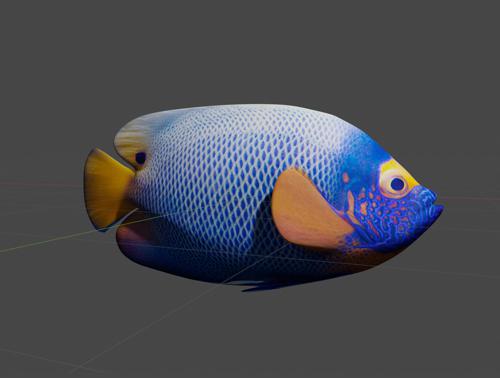 Tropical Fish - Blueface Angelfish preview image
